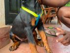Rottweiler Puppy