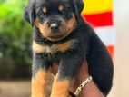 Rottweiler Puppies
