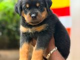 Rottweiler Puppies