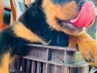 Rottweiler Puppies