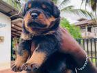 Rottweiler Puppies
