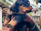 Rottweiler Puppies