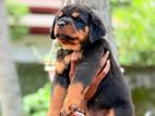 Rottweiler Puppies