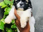 Shitzu Puppy