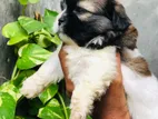 Shitzu Puppy