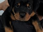 Best Qulity female rottweiler