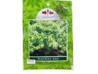 Best Seeds Rapido 334 Lettuce