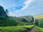 Best View point land for sale Ramboda Upper
