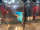 Beta Fighter Fish