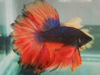 Beta Fish Halfmoon (Male)