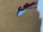 Beta Fish Male