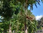 Betel Nut Palm