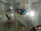 Betta ( Fighter ) Fish
