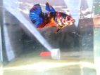 Betta (Fighter) Fish
