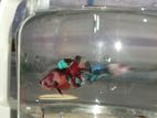 Betta Fish