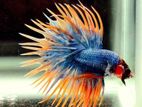 Betta (fighter) Fish