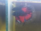 Betta Fighting Fish