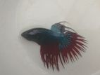 Betta Fish