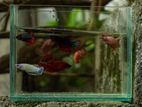 Betta Fish Female