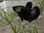 Betta Fish
