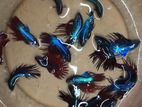 Betta Fish