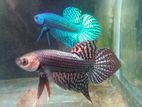 Betta Fish