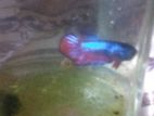 Betta fish