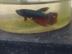 Betta Fish