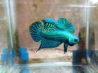 Betta Fish