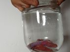 Betta Fish