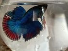 Betta Fish