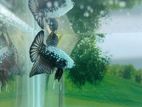 Betta Fish