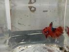 Betta Fish
