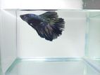 Betta Fish