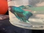 betta fish