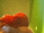 Betta Fish