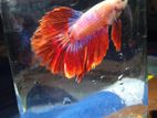 Betta Fish