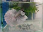 Betta Fish