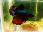 Betta Fish