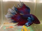 Betta Fish