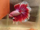 Betta Fish