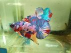 Betta Fish