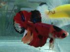 Betta Fish