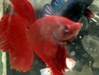 Betta Fish