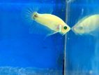 Betta Fish