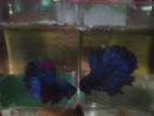 Betta Fish