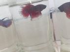 Betta Fish