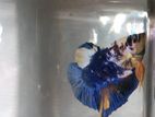 Betta Fish