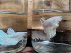 Betta Fish