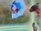 Betta Fish